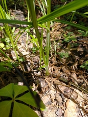 Carex normalis
