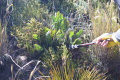 Protea scolopendriifolia