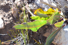 Protea scolopendriifolia
