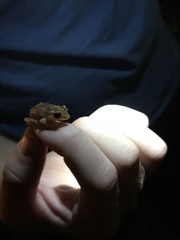 Eleutherodactylus antillensis