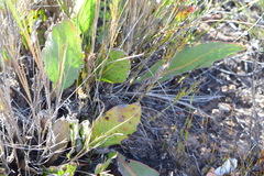 Protea scolopendriifolia