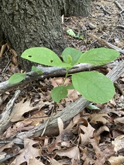 Sassafras