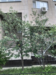 Hedlundia thuringiaca