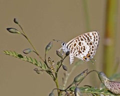 Leptotes babaulti