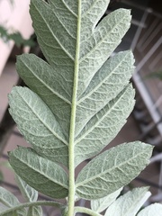 Hedlundia thuringiaca