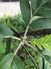 Hedlundia thuringiaca