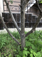 Hedlundia thuringiaca