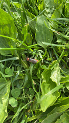 Cantharis fusca