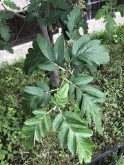 Hedlundia thuringiaca