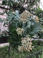 Hedlundia thuringiaca