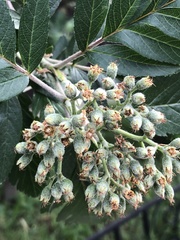 Hedlundia thuringiaca