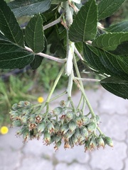 Hedlundia thuringiaca