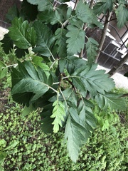 Hedlundia thuringiaca