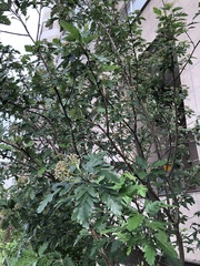 Hedlundia thuringiaca