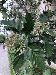 Hedlundia thuringiaca