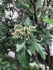 Hedlundia thuringiaca