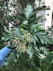 Hedlundia thuringiaca