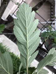 Hedlundia thuringiaca