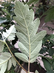 Hedlundia thuringiaca