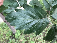 Hedlundia thuringiaca