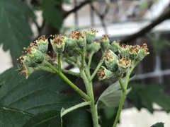 Hedlundia thuringiaca