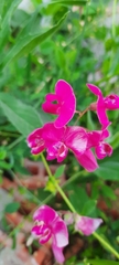 Lathyrus tuberosus