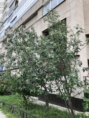 Hedlundia thuringiaca