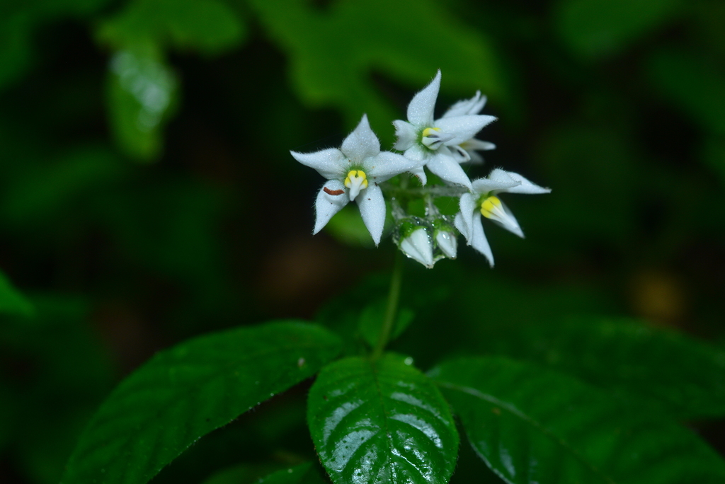 Argostemma
