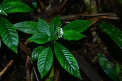 Argostemma solaniflorum