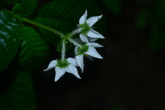 Argostemma solaniflorum