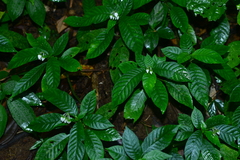 Argostemma solaniflorum