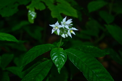Argostemma solaniflorum