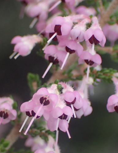 Image of Erica canaliculata by (c) Nicola van Berkel, some rights reserved (CC BY-SA)