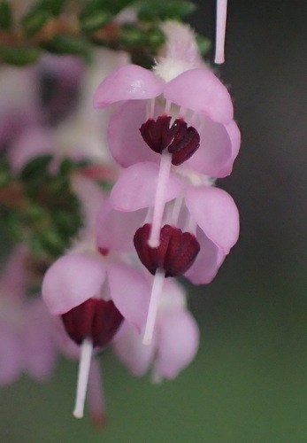 Image of Erica canaliculata by (c) Nicola van Berkel, some rights reserved (CC BY-SA)