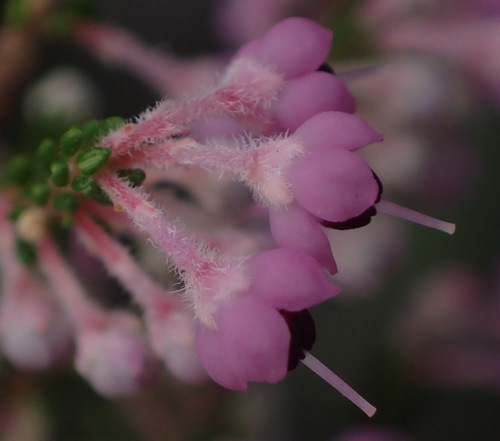 Image of Erica canaliculata by (c) Nicola van Berkel, some rights reserved (CC BY-SA)