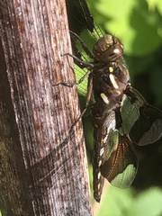 Plathemis lydia