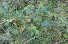 Rhynchosia caribaea