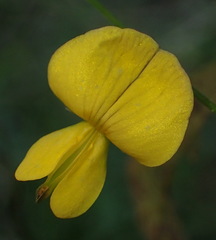 Rhynchosia caribaea