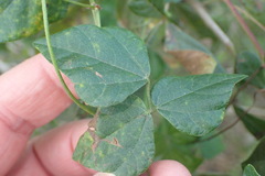 Rhynchosia caribaea