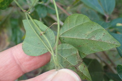 Rhynchosia caribaea