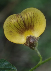 Rhynchosia caribaea