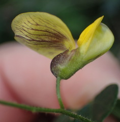 Rhynchosia caribaea