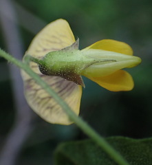 Rhynchosia caribaea