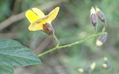Rhynchosia caribaea