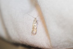 Coleotechnites coniferella