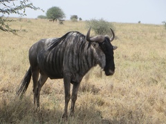 Connochaetes taurinus albojubatus