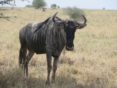 Connochaetes taurinus albojubatus