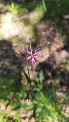Silene flos-cuculi