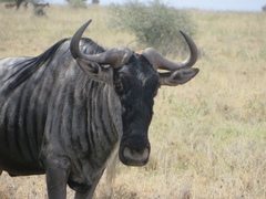 Connochaetes taurinus albojubatus