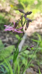 Silene flos-cuculi